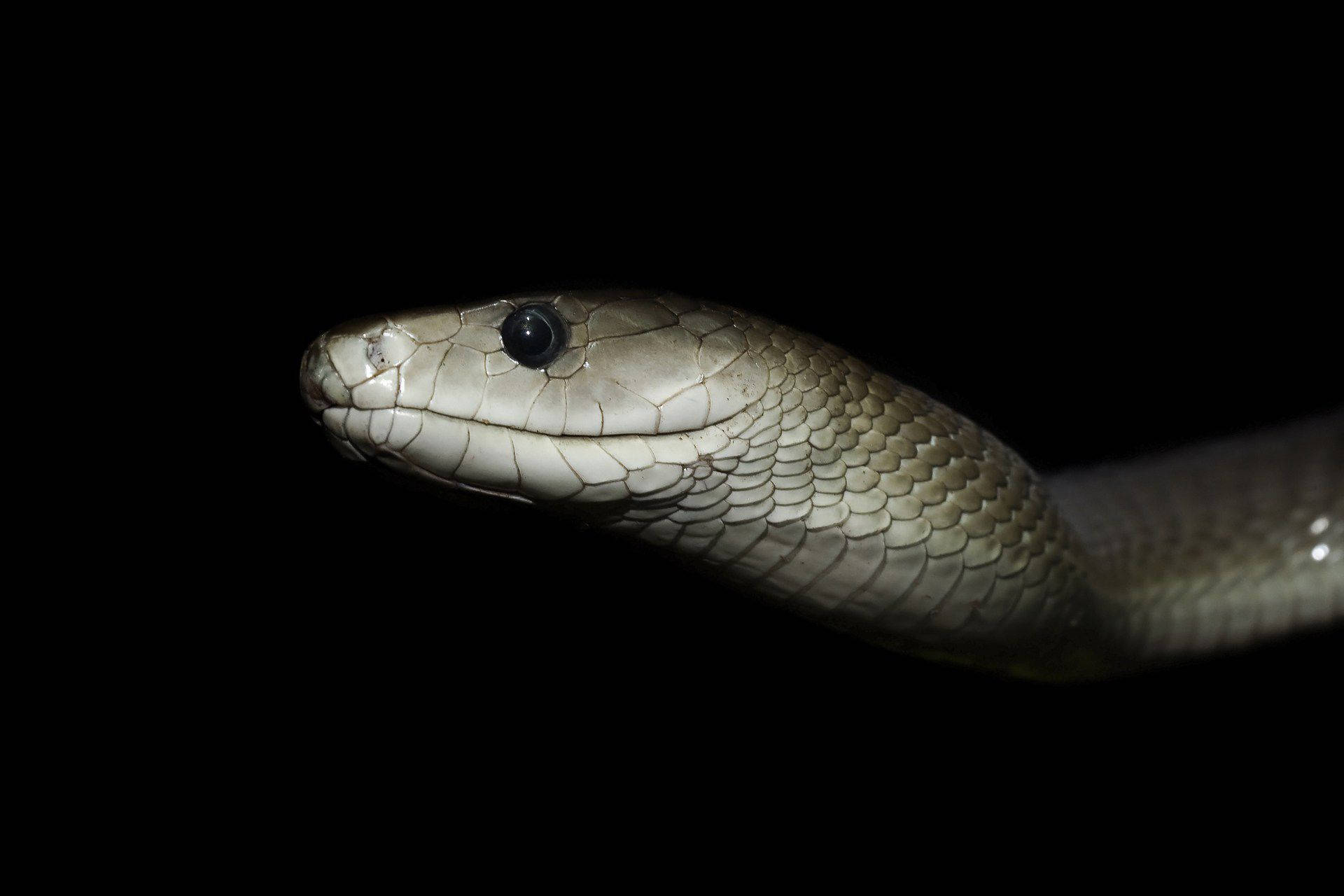 Light Gray Underside Black Mamba Snake Wallpaper