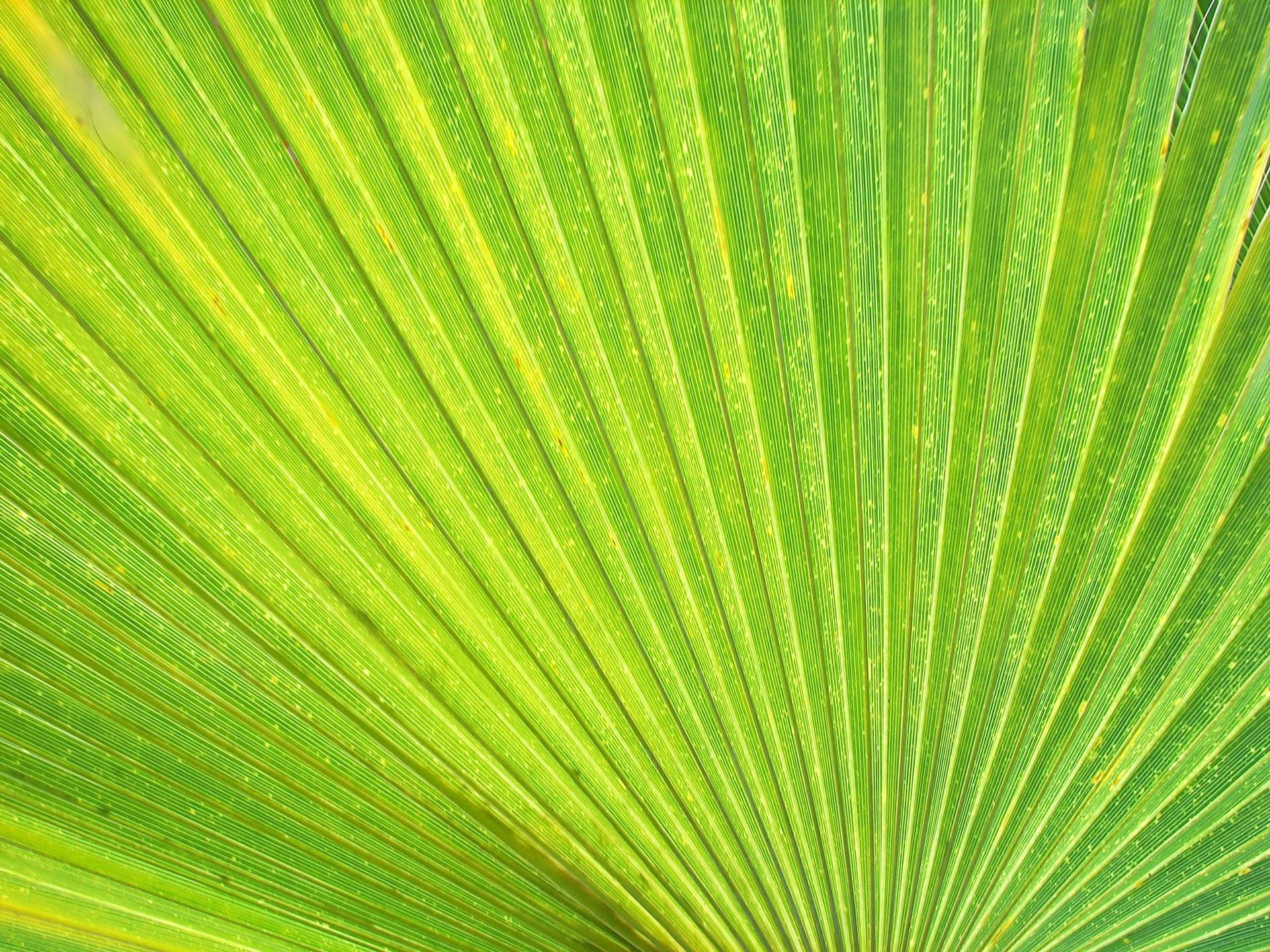 Light Green Leaf Wallpaper
