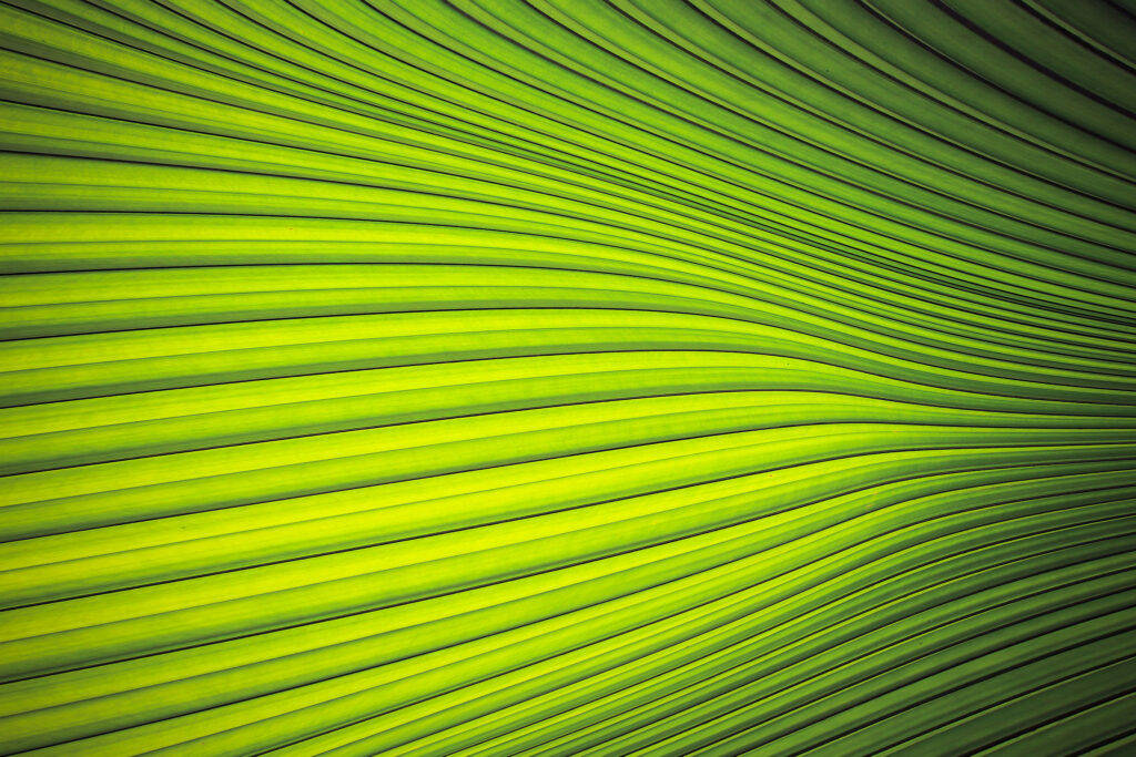 Light Green Plain Striped Waves Wallpaper