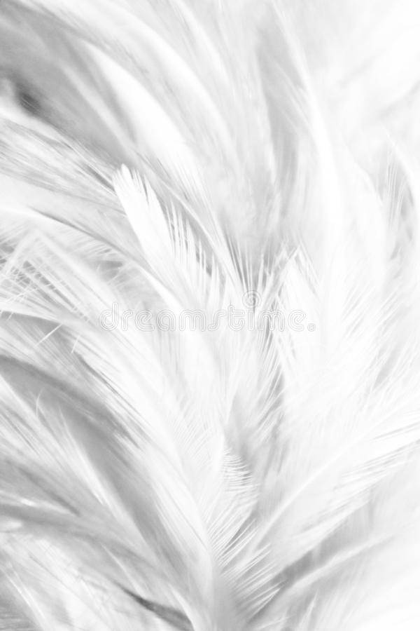 Light Grey Aesthetic Feathers Wallpaper