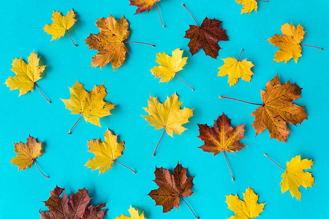 Light Orange Leaves Beautiful Autumn Desktop Wallpaper