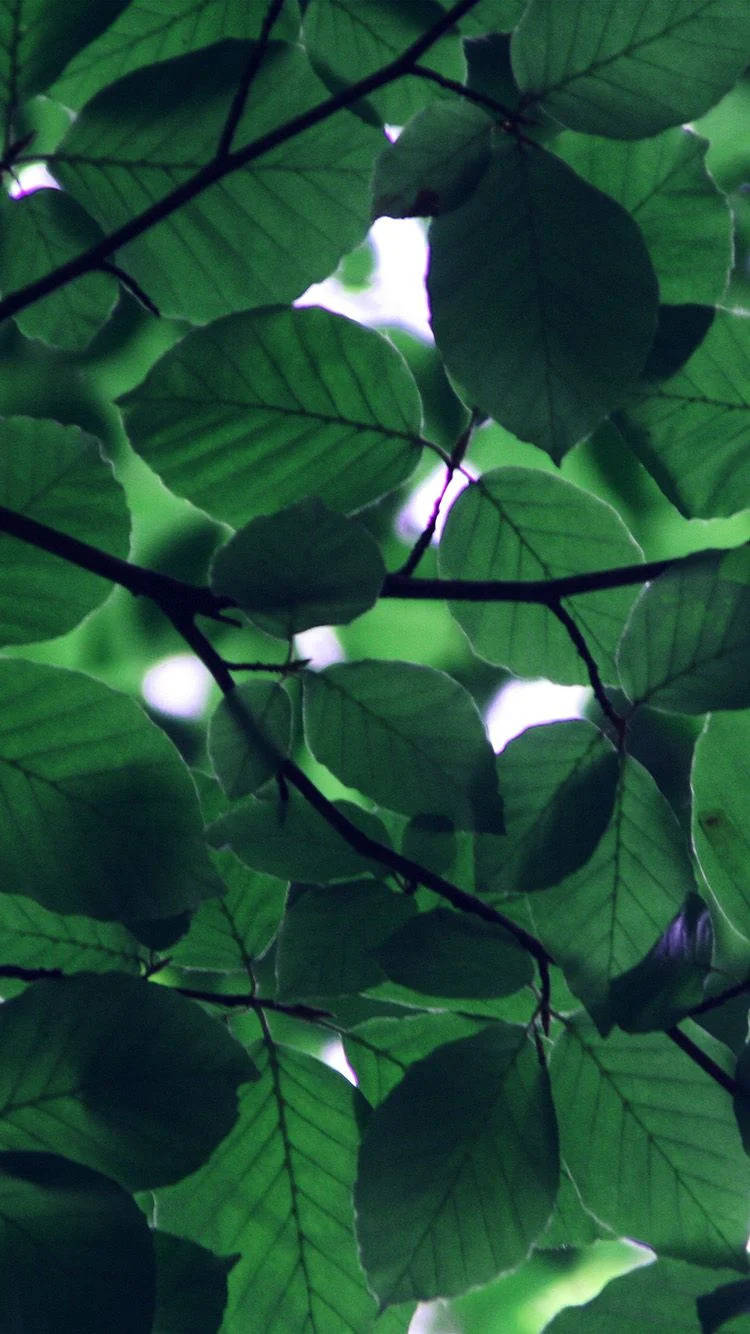 Light Peeking Through Leaves Green iPhone Wallpaper