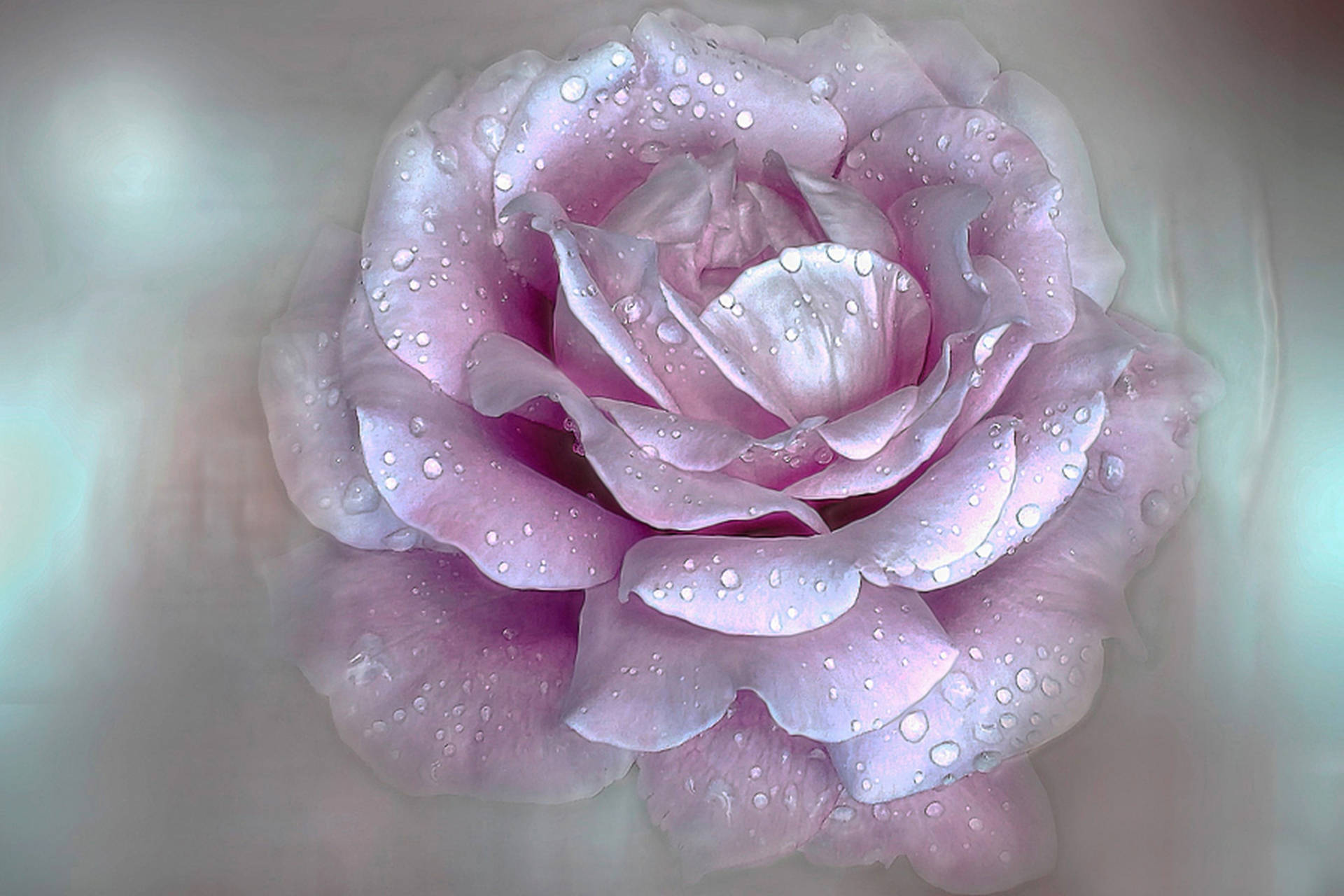 Light Pink Aesthetic Rose Petals Picture