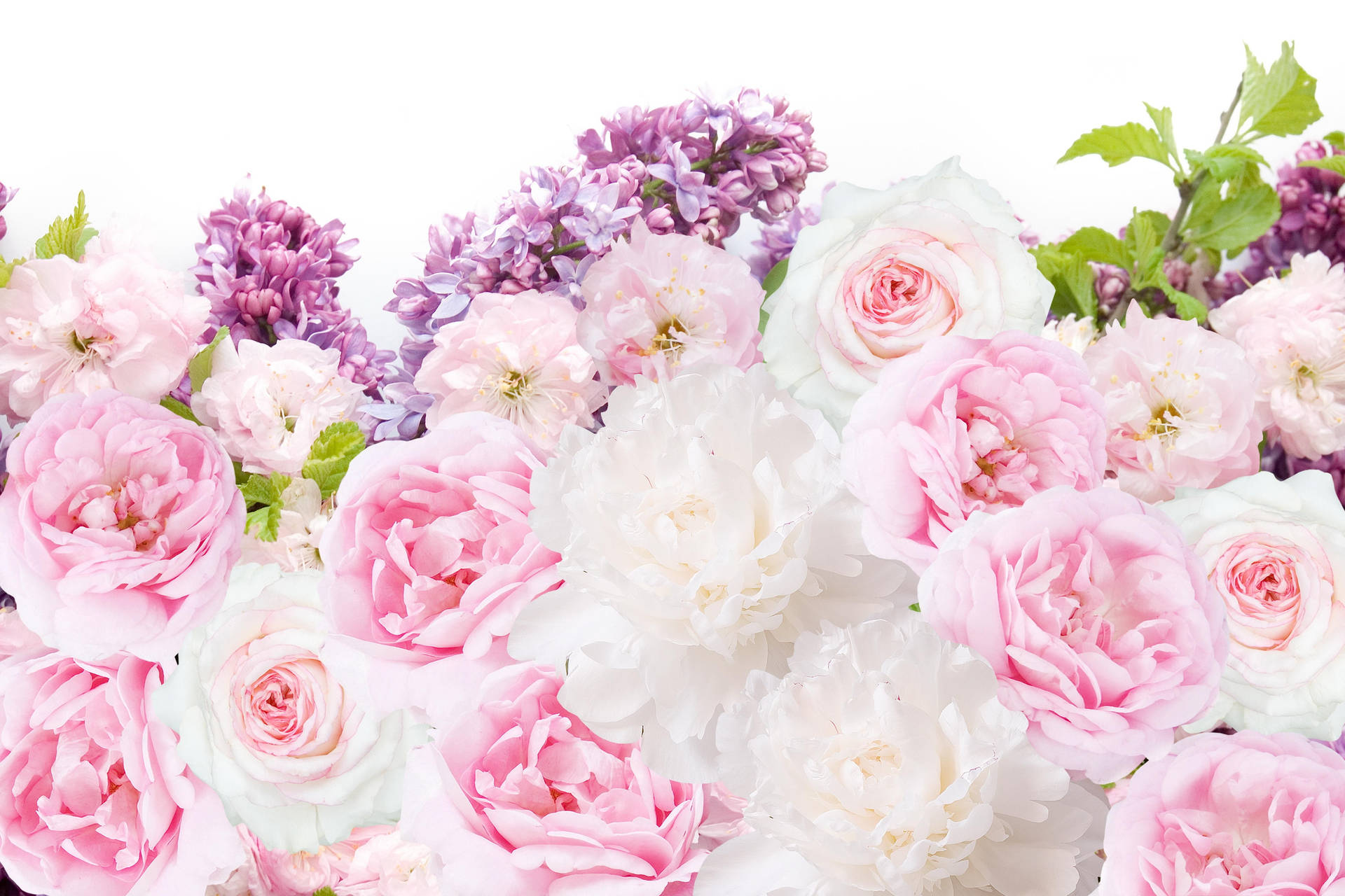 Light Pink And White Peony Flowers Wallpaper