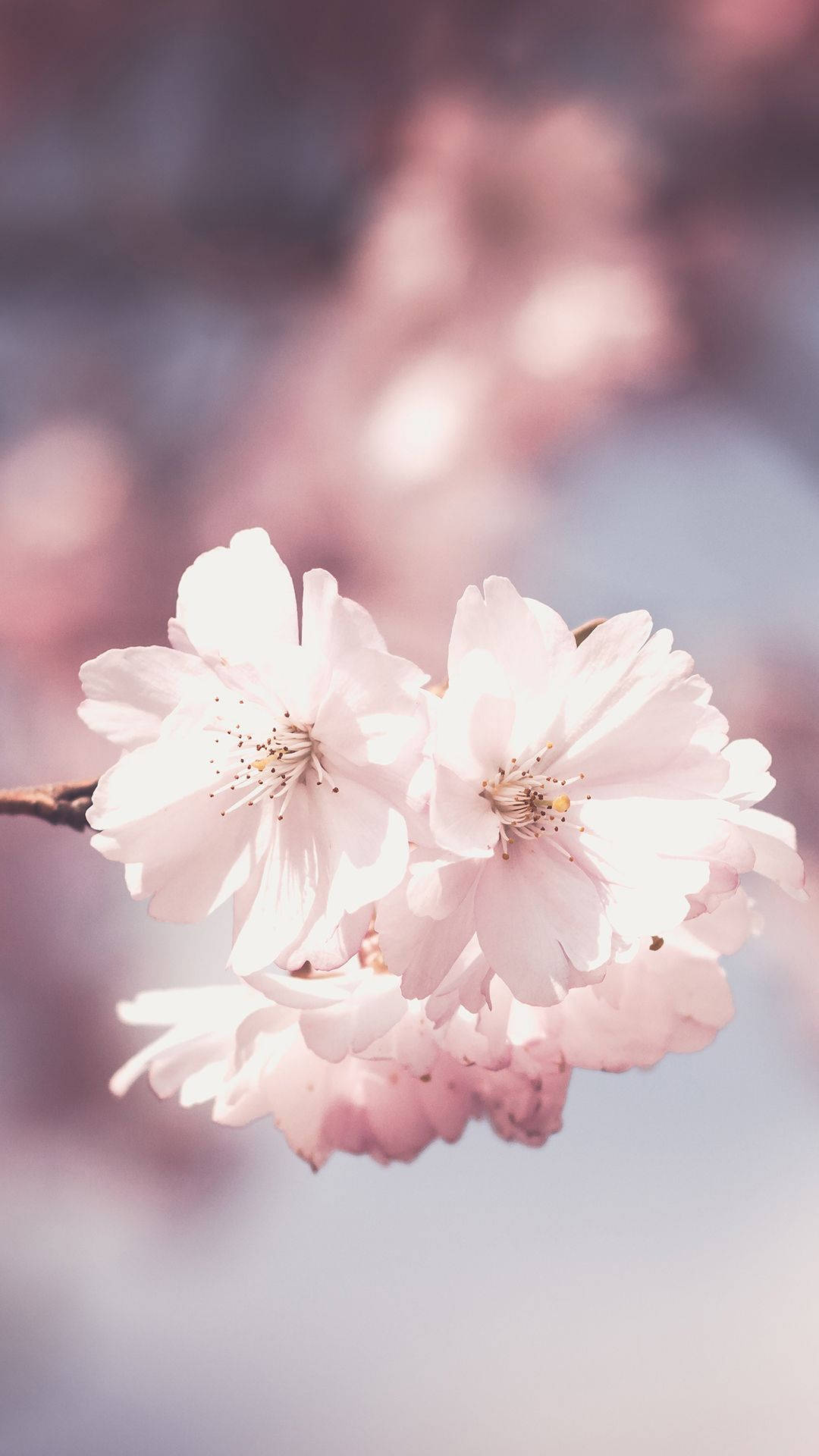 Light Pink Blossom Flowers Wallpaper