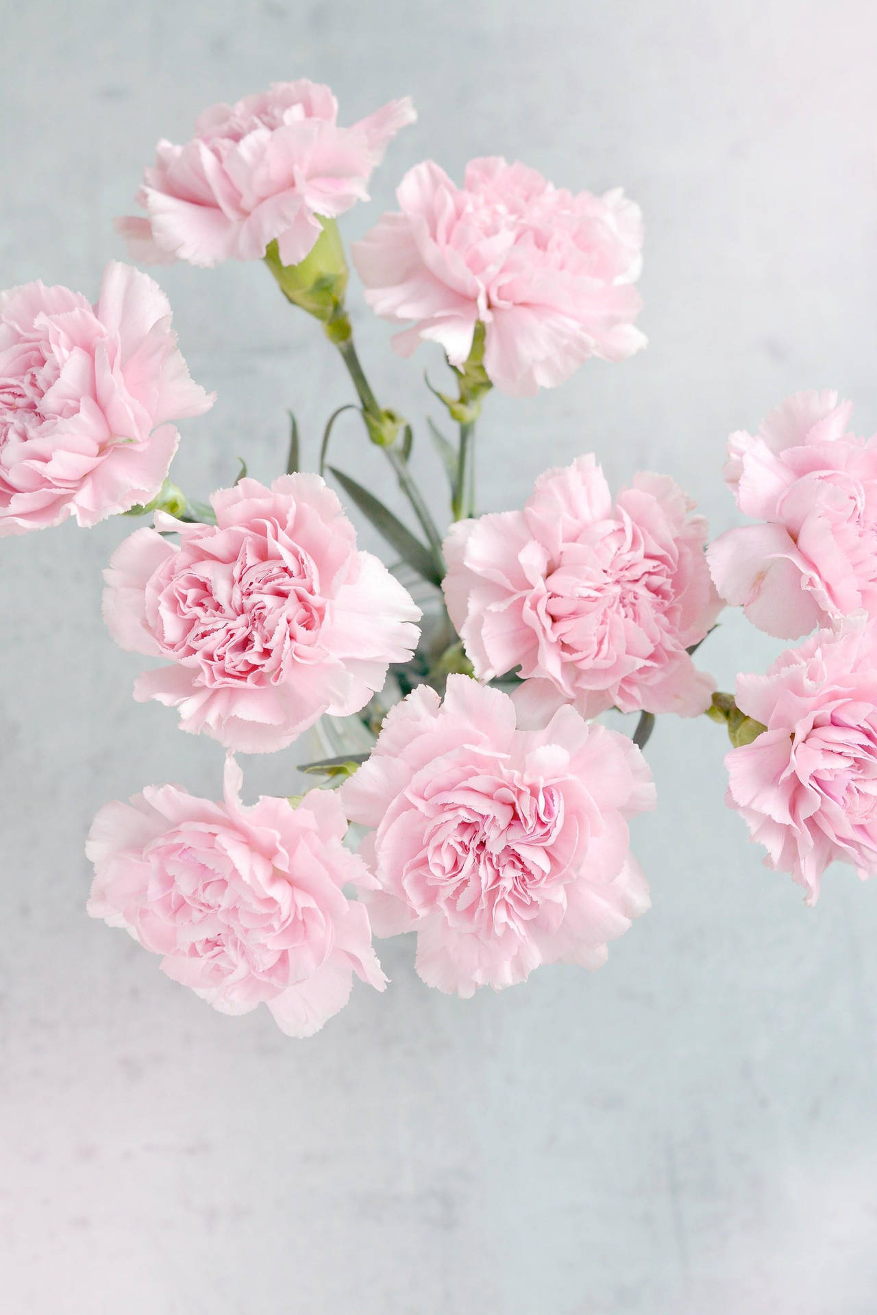 Lys Pink Nellike Blomster Wallpaper