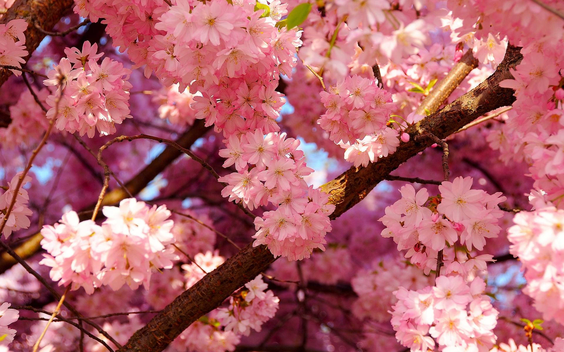 Light Pink Cherry Blossom Wallpaper