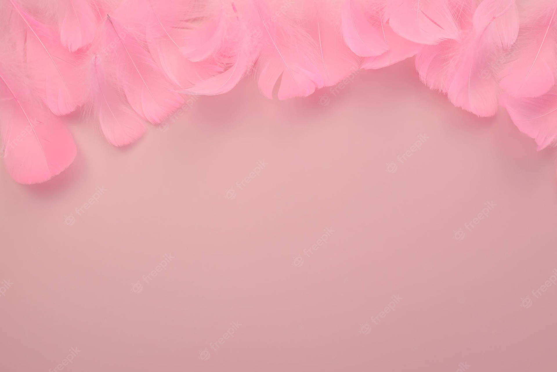 Light Pink Color Petals Wallpaper