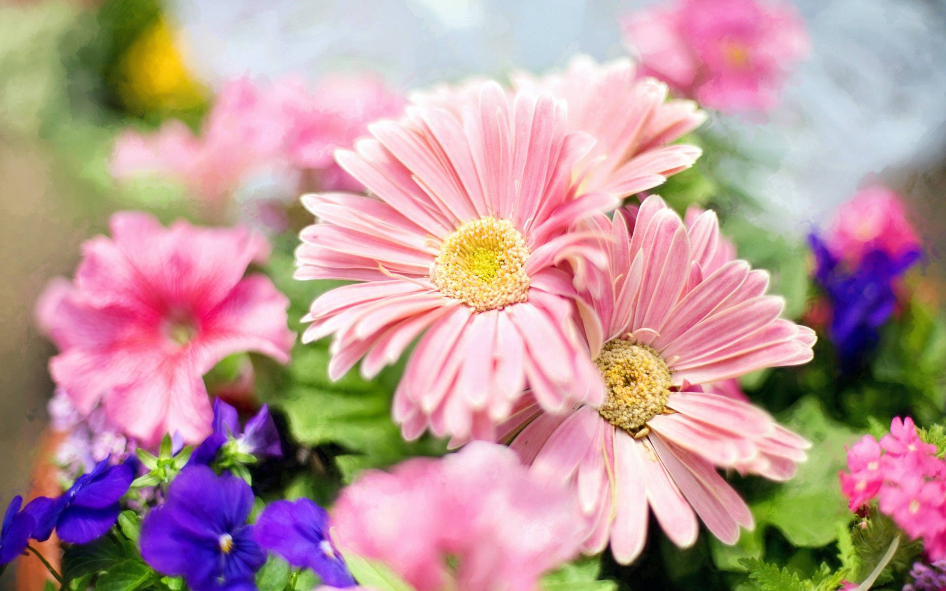 Light Pink Daisies Picture
