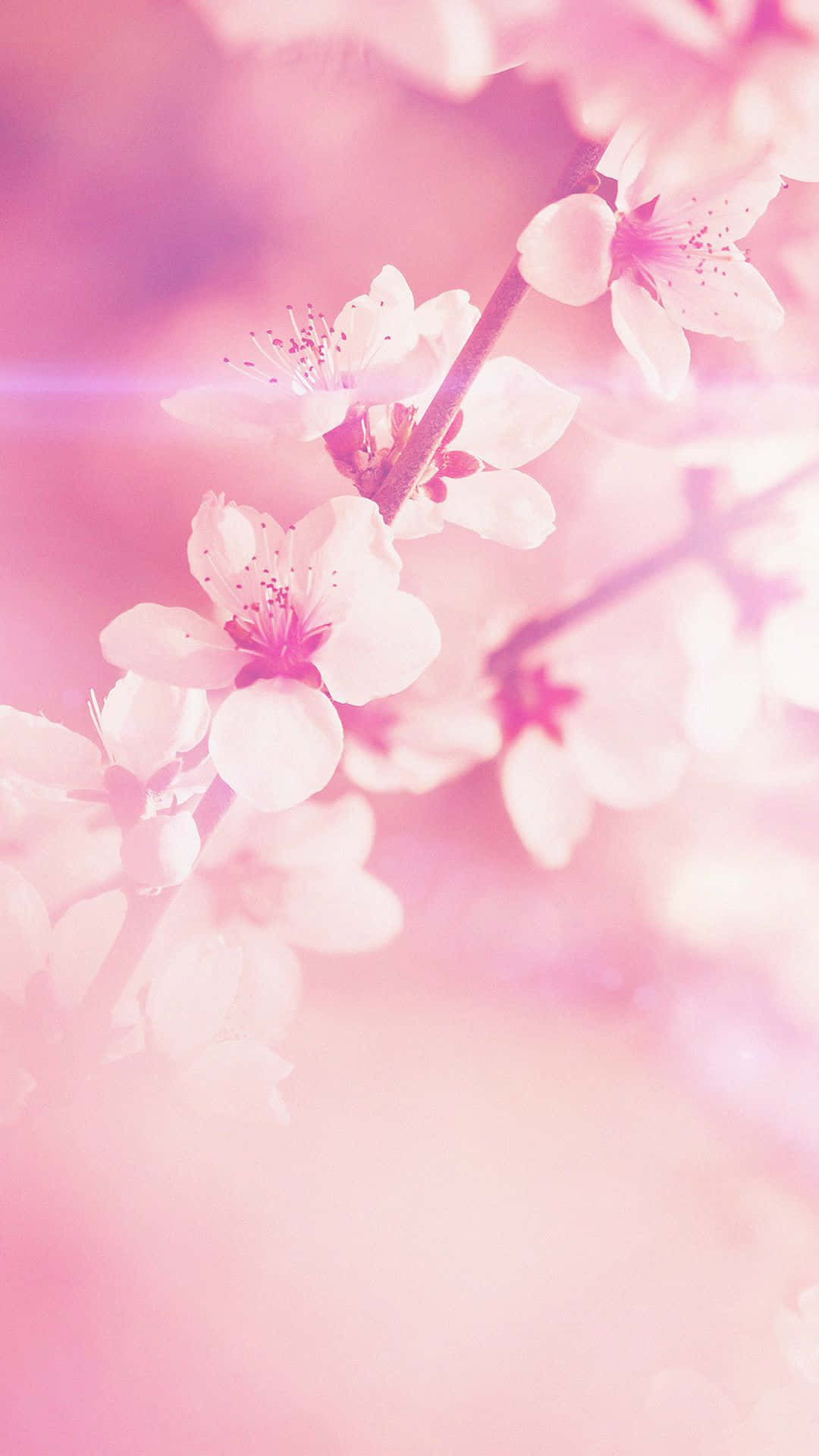 An elegant light pink floral iPhone perfect for any tech-savvy fashionista Wallpaper