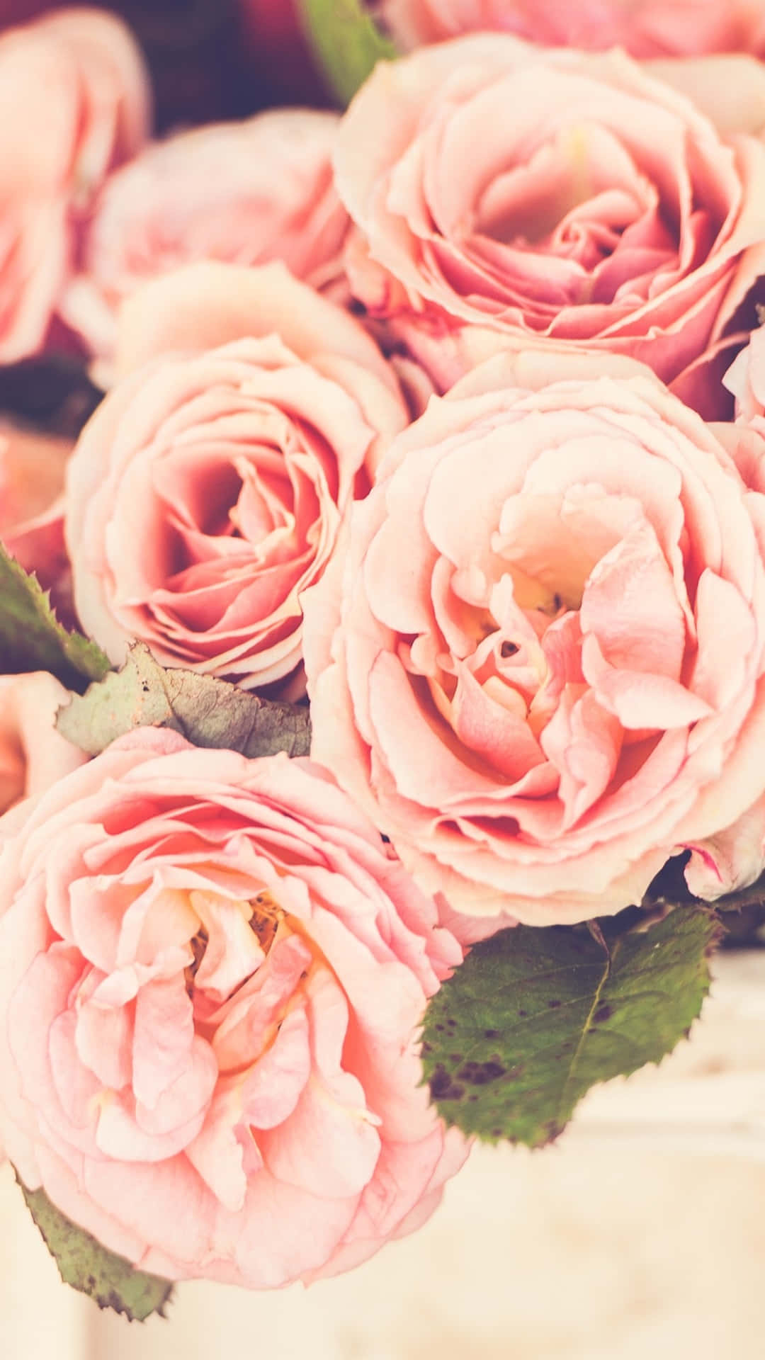 A Blooming Floral Design for your iPhone Wallpaper