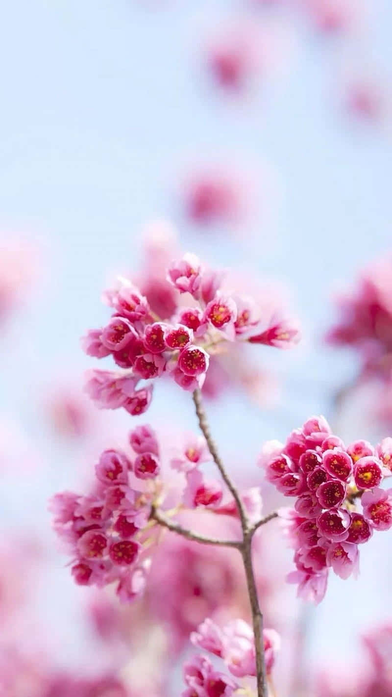 Enjoy the beauty of spring all year long with this gorgeous light pink floral iPhone wallpaper! Wallpaper