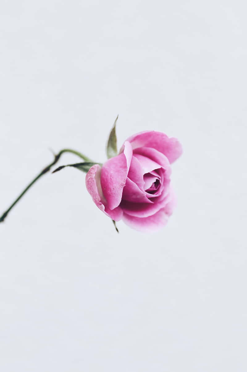 Experience a beautiful blend of style and elegance with the light pink floral iPhone wallpaper. Wallpaper