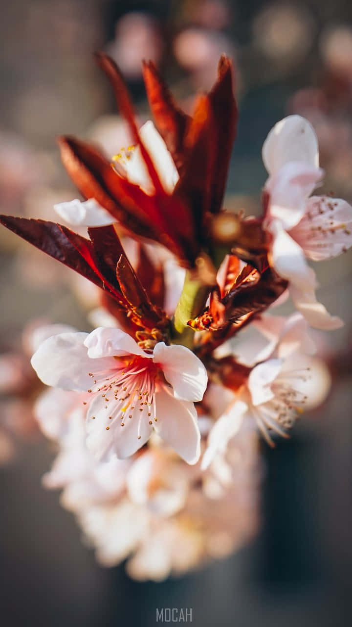 A Close Up Of A Cherry Blossom Wallpaper