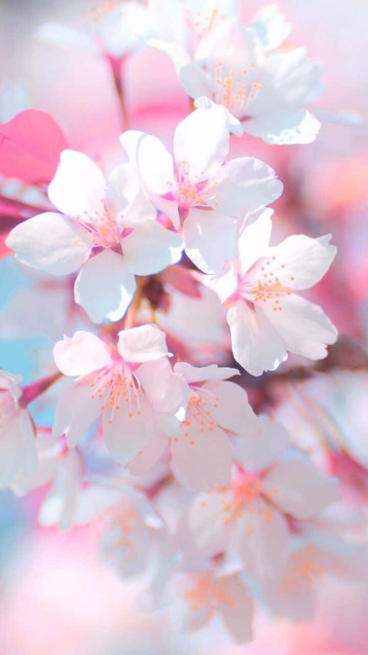 A Fresh and Stylish Light Pink Floral iPhone Wallpaper
