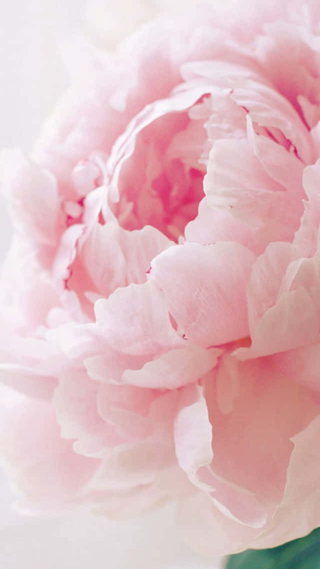 Brighten up your day with this light pink floral pattern on your iPhone Wallpaper