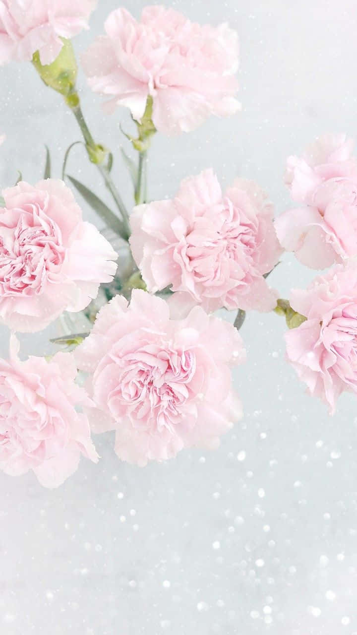 Pink Carnations In A Vase On A White Surface Wallpaper
