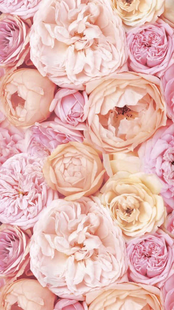 All the Blooms: Enjoy the Light Pink Floral Design of this iPhone Wallpaper