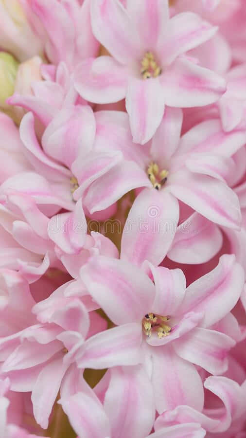Pink Hyacinth Flowers In A Bouquet Royalty Free Stock Photos Wallpaper