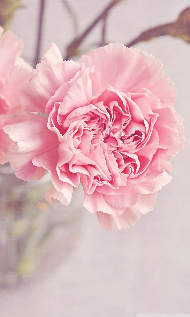 ¡consigueun Look Inspirado En La Primavera Con Un Iphone Floral De Color Rosa Claro! Fondo de pantalla