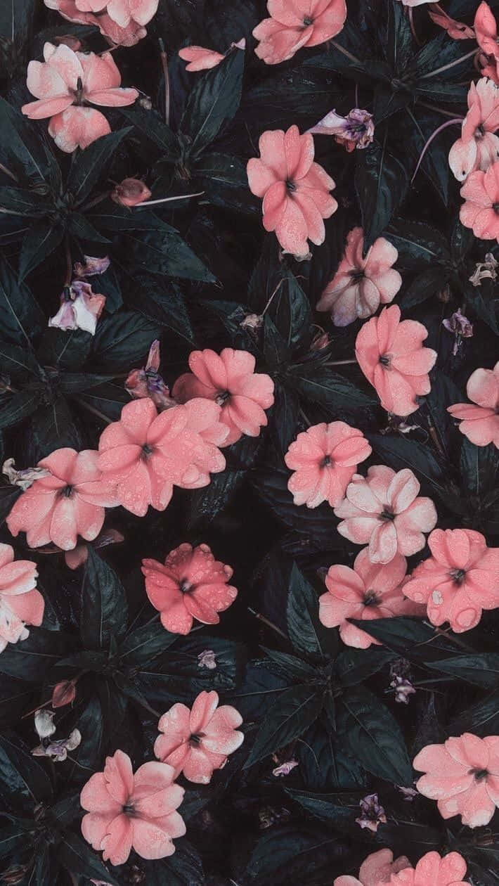 Enjoy your day with a beautiful light pink floral iPhone wallpaper. Wallpaper