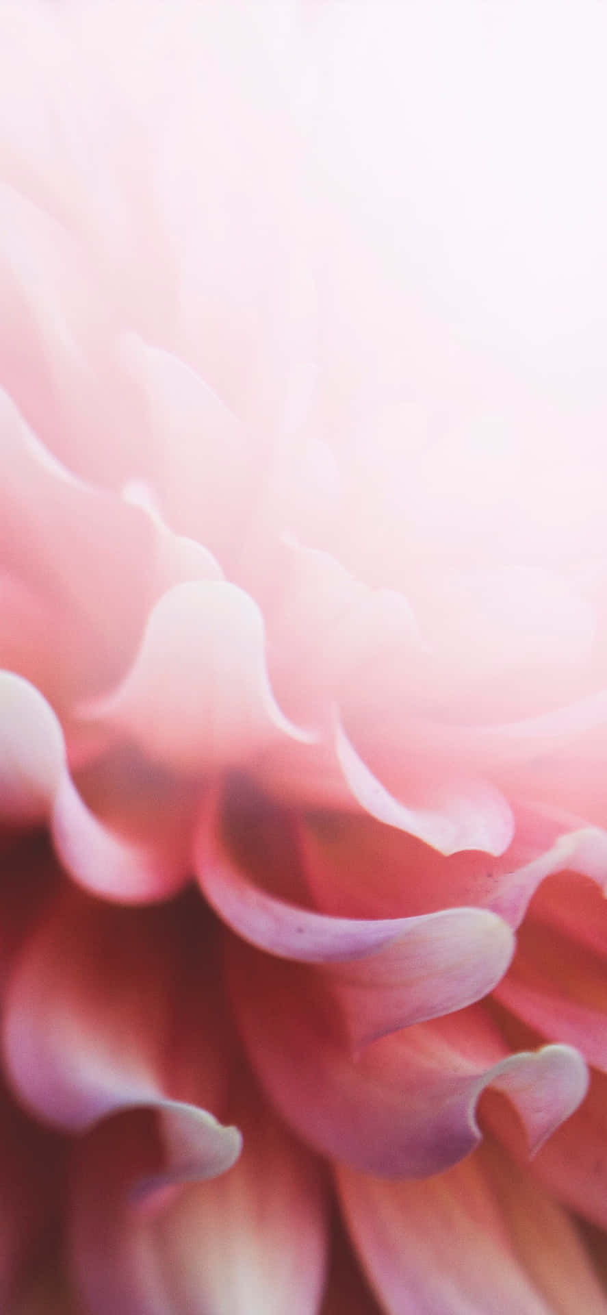 Spruce Up Any Look With This Light Pink Floral Iphone Wallpaper