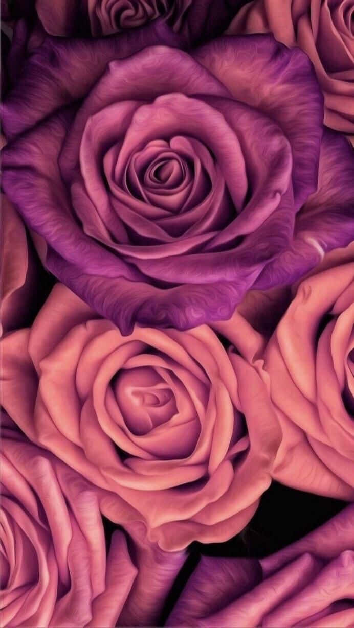 Purple Roses On Black Background Wallpaper