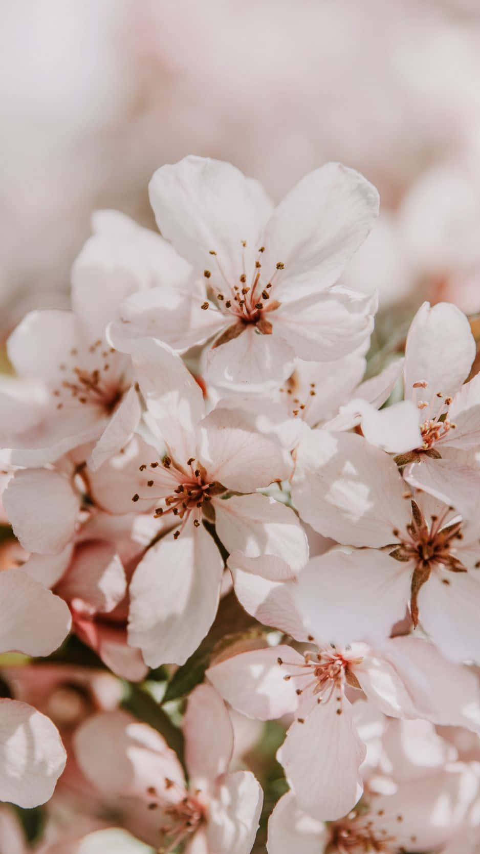 Turn your phone into a floral fantasy with this beautiful light pink floral iPhone wallpaper. Wallpaper