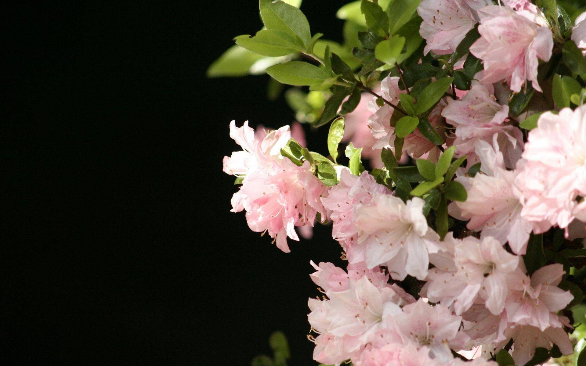 Plantade Flores Color Rosa Claro. Fondo de pantalla