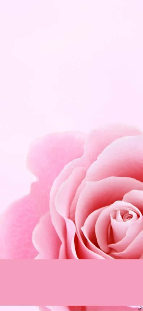 Sfondocon Rose Rosa - Sfondo Con Rose Rosa Sfondo