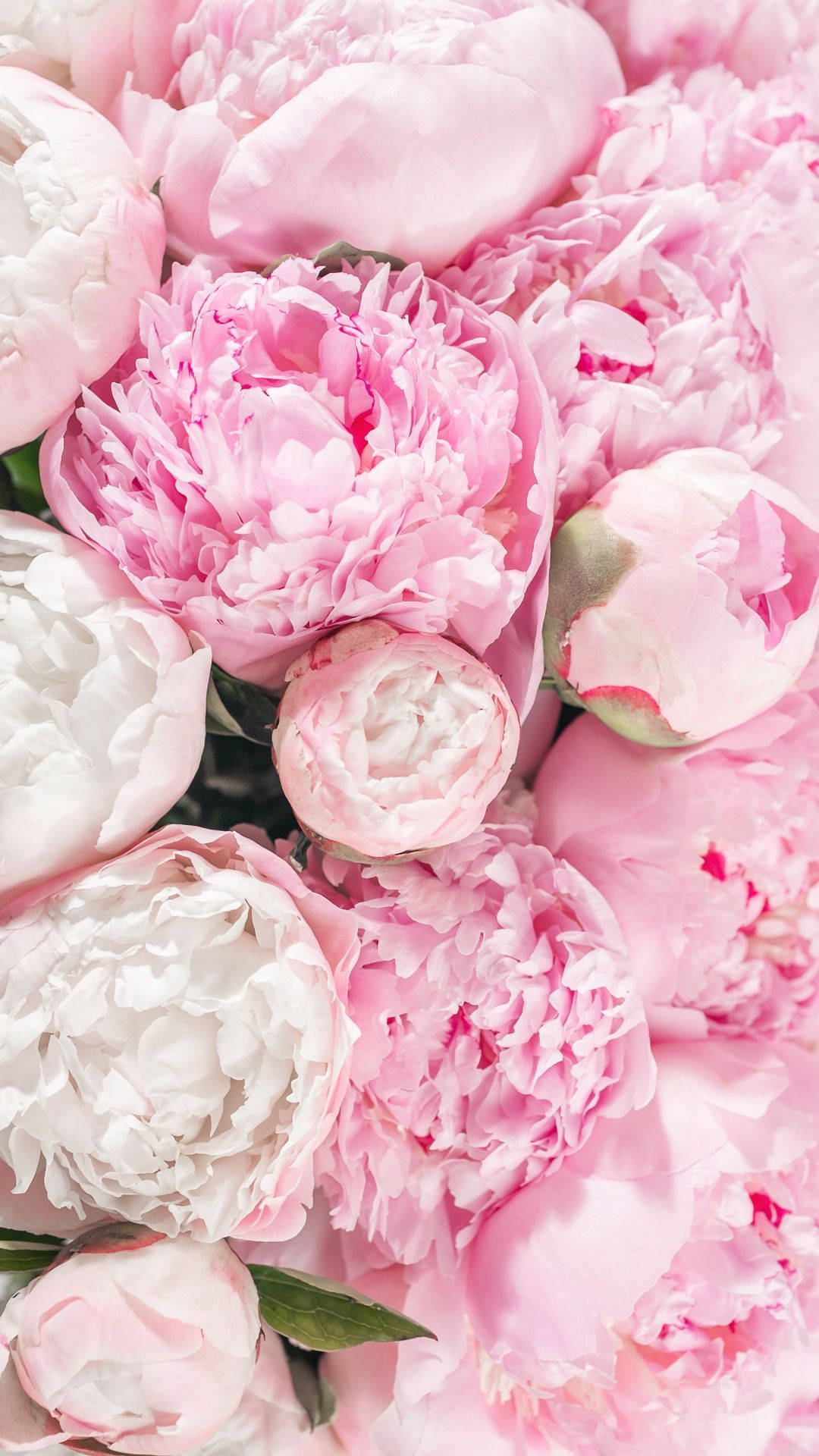 Light Pink Peony Bouquets Wallpaper