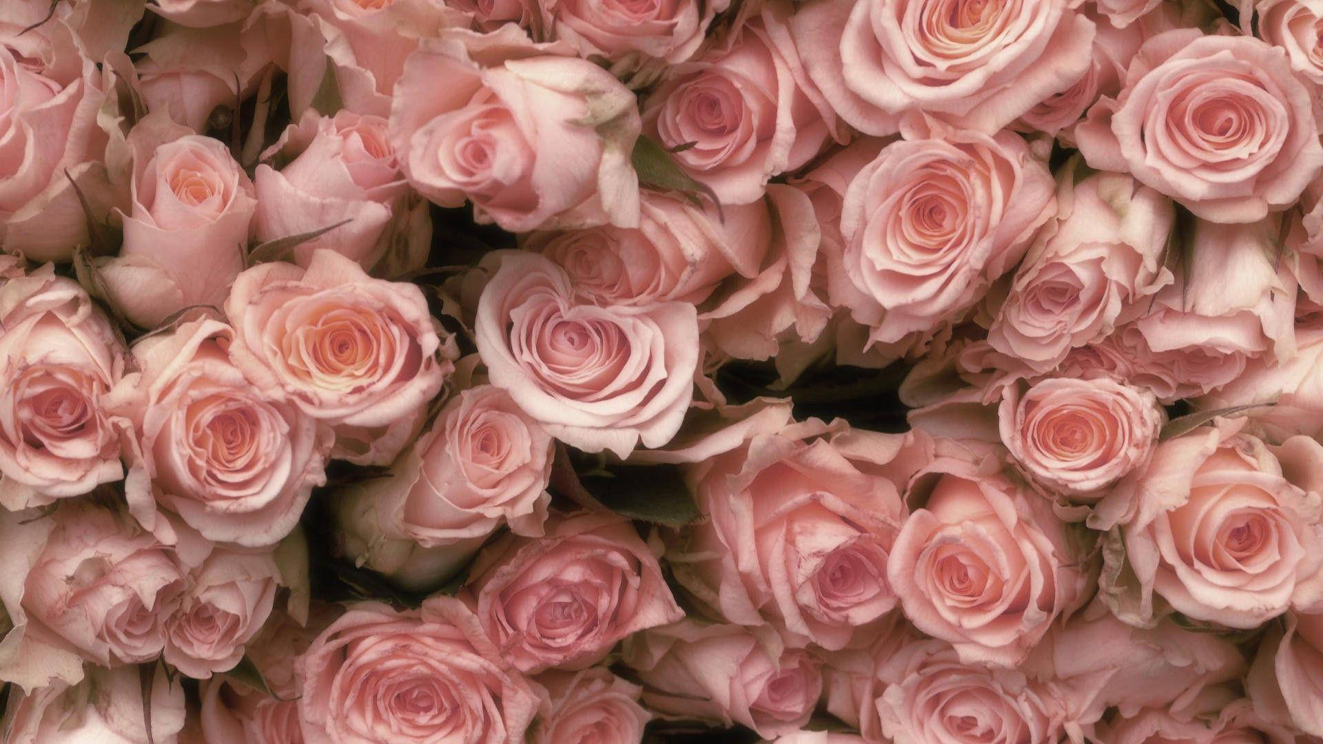 Light Pink Pile Of Roses Wallpaper
