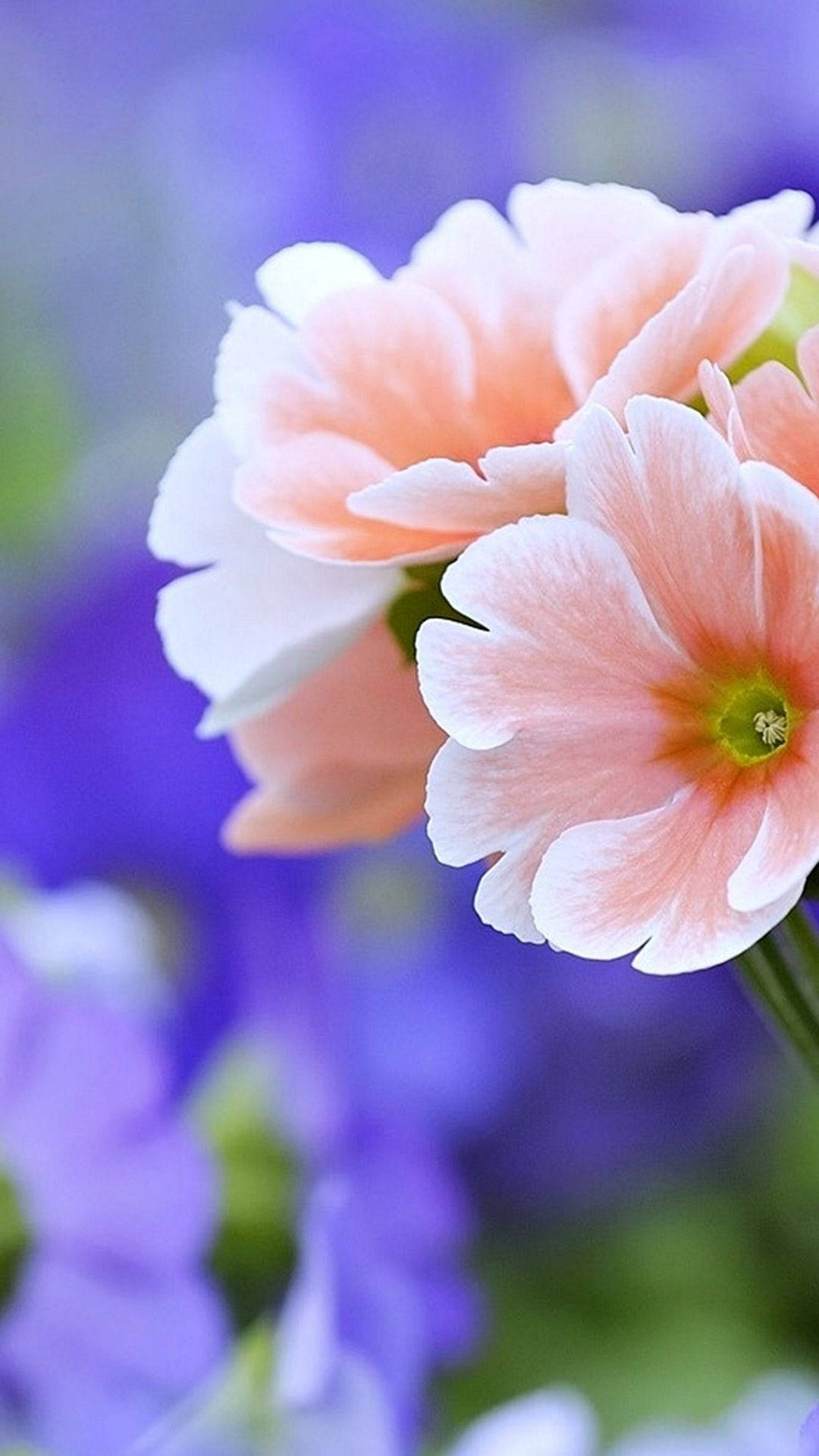 Fondode Pantalla Móvil De Flores Primaverales Color Rosa Claro. Fondo de pantalla