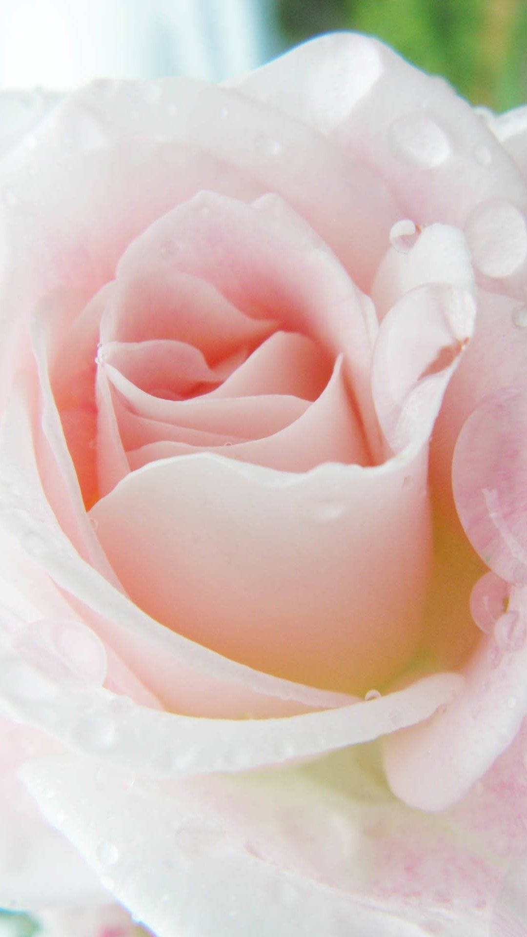 Download Light Pink Rose Iphone Wallpaper 