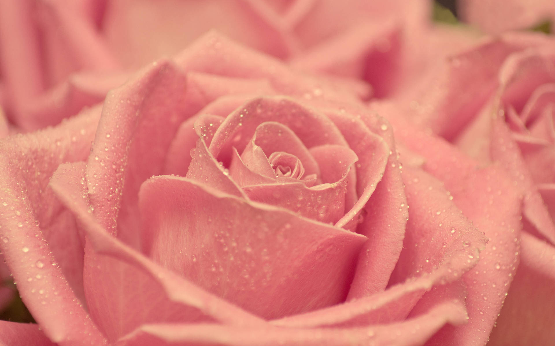 Light Pink Sparkly Rose Background