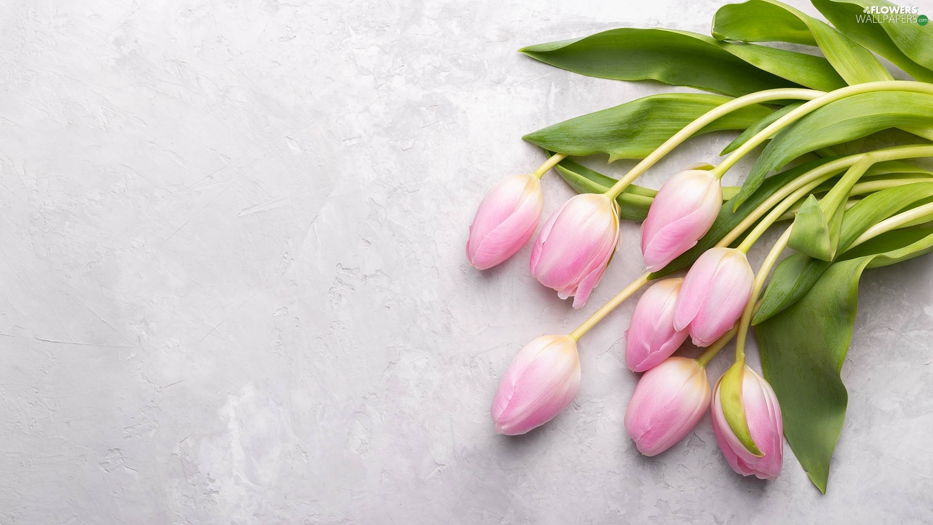 Light Pink Tulips Picture