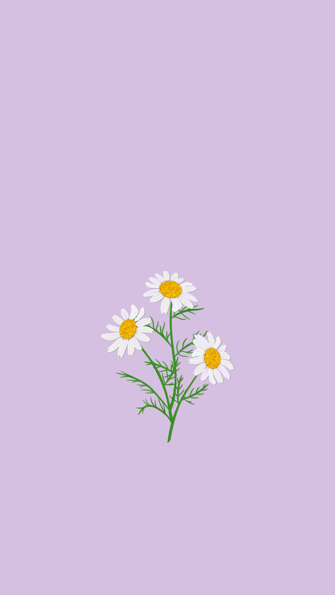Light Purple Aesthetic Chamomile Flowers Picture