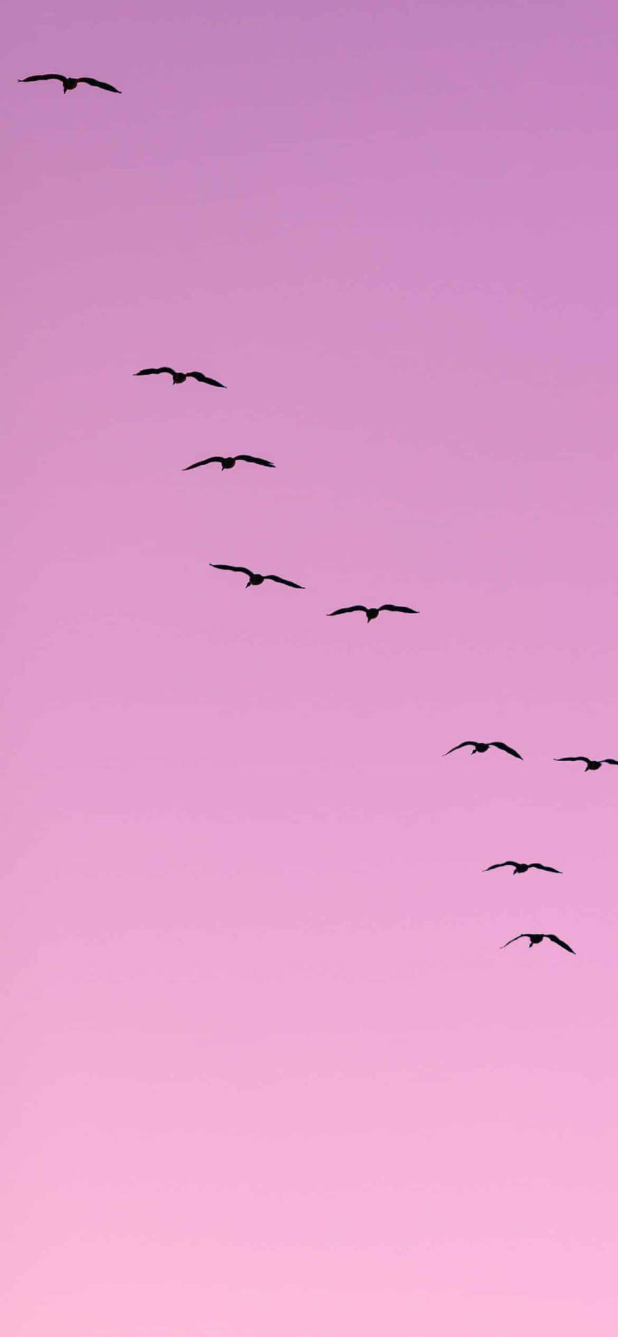 Light Purple Aesthetic Flying Birds Background