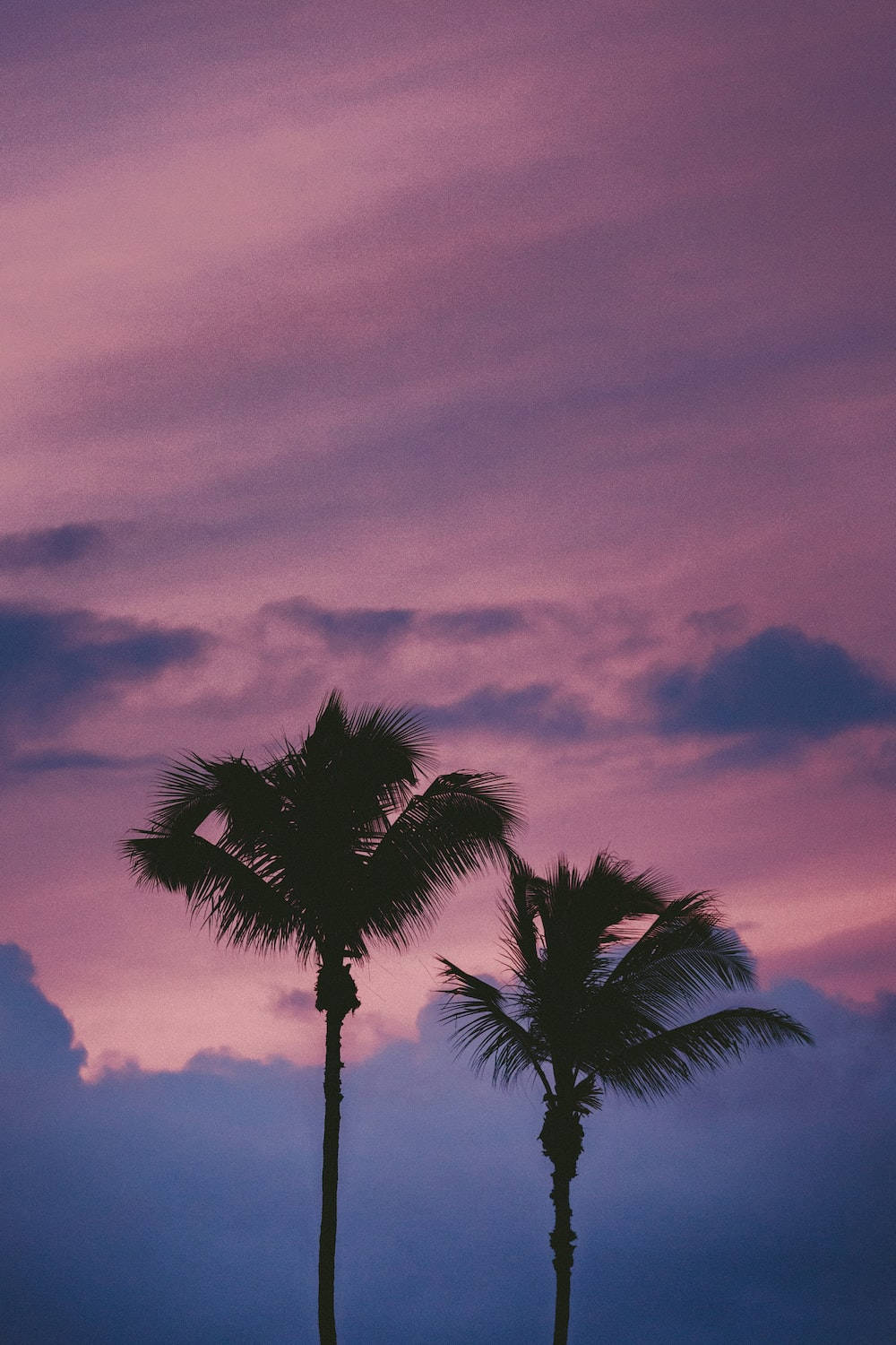 Light Purple Aesthetic Palm Trees Background