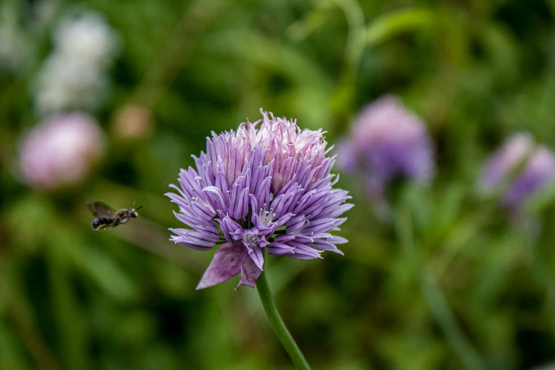 Light Purple Chive Blossomwith Bee Wallpaper