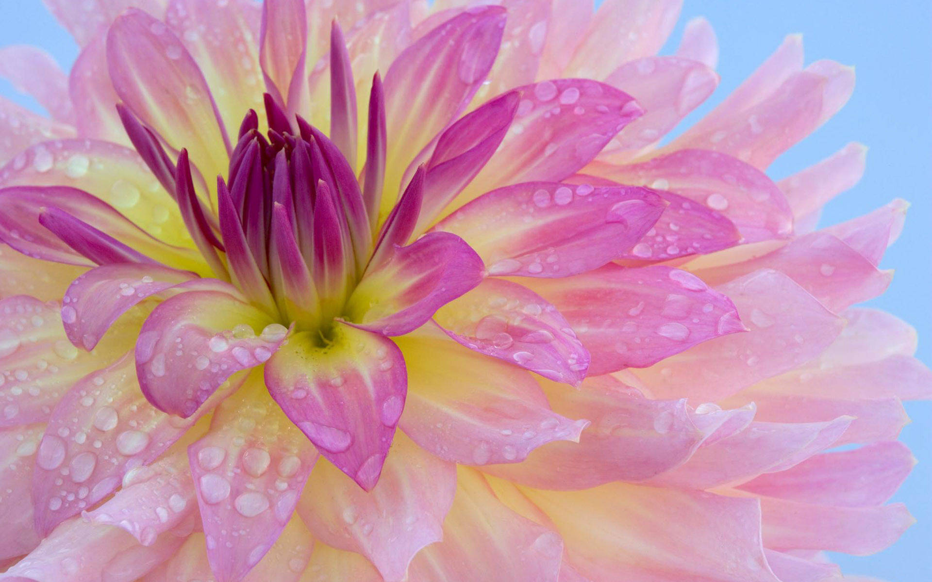 Light Purple Dahlia With Water Drops Background