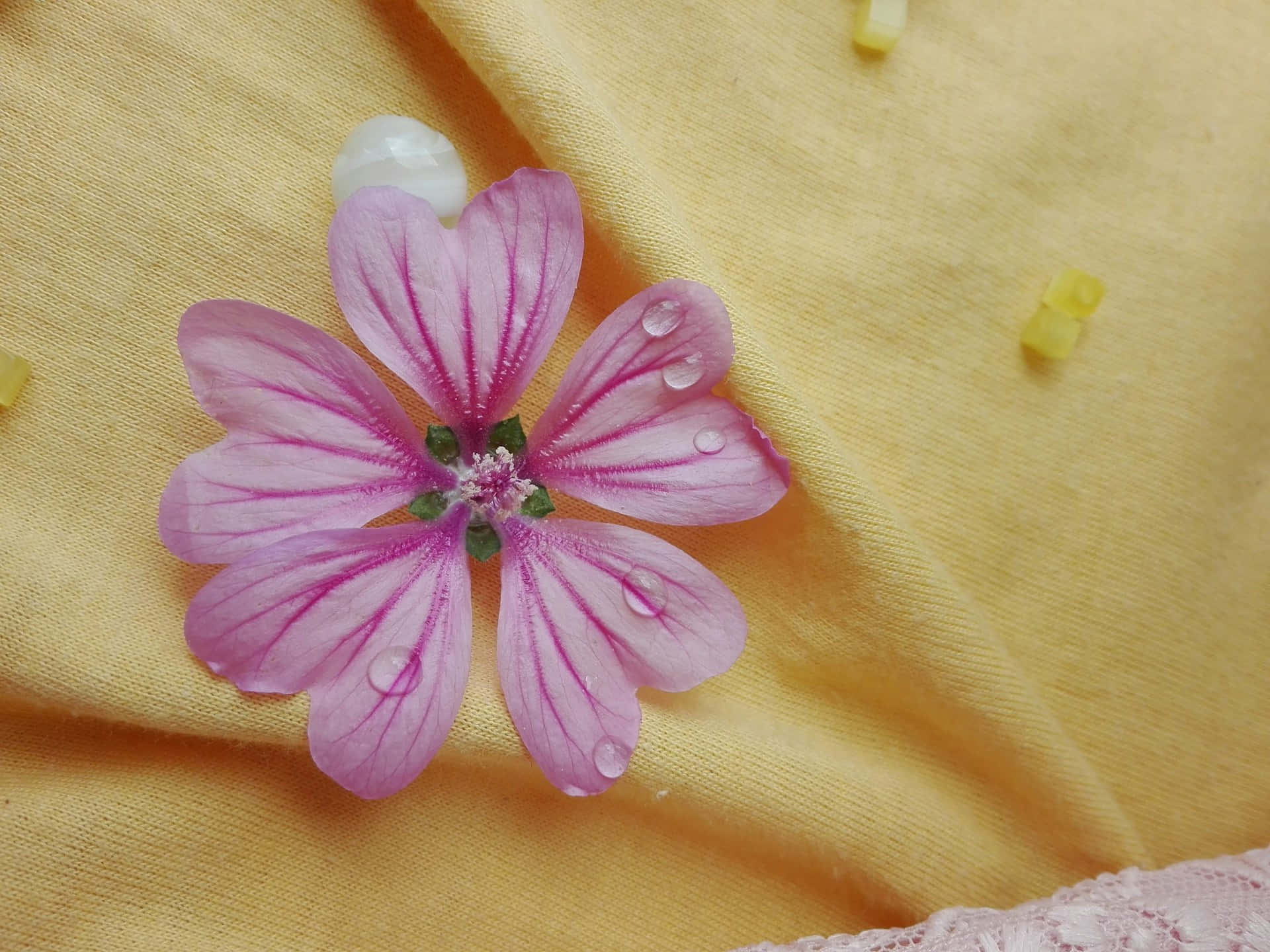 Light Purple Flower Dewdrops Yellow Fabric Background.jpg Wallpaper