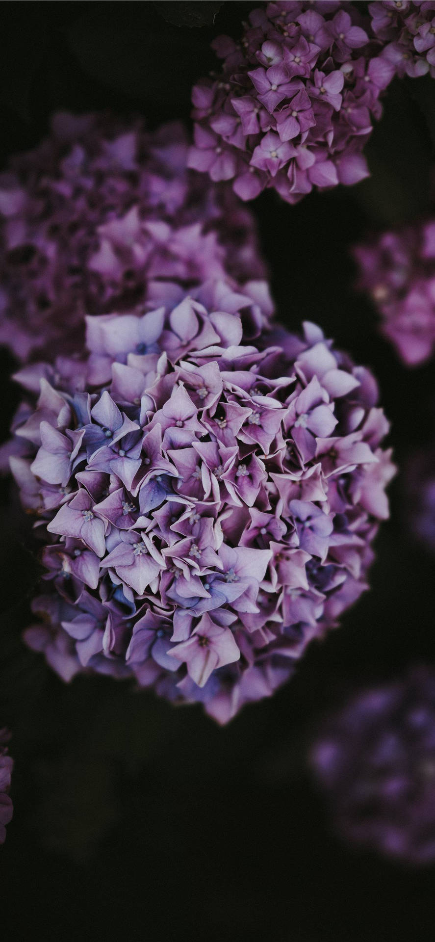 Light Purple Hydrangea Flower Close Up Wallpaper