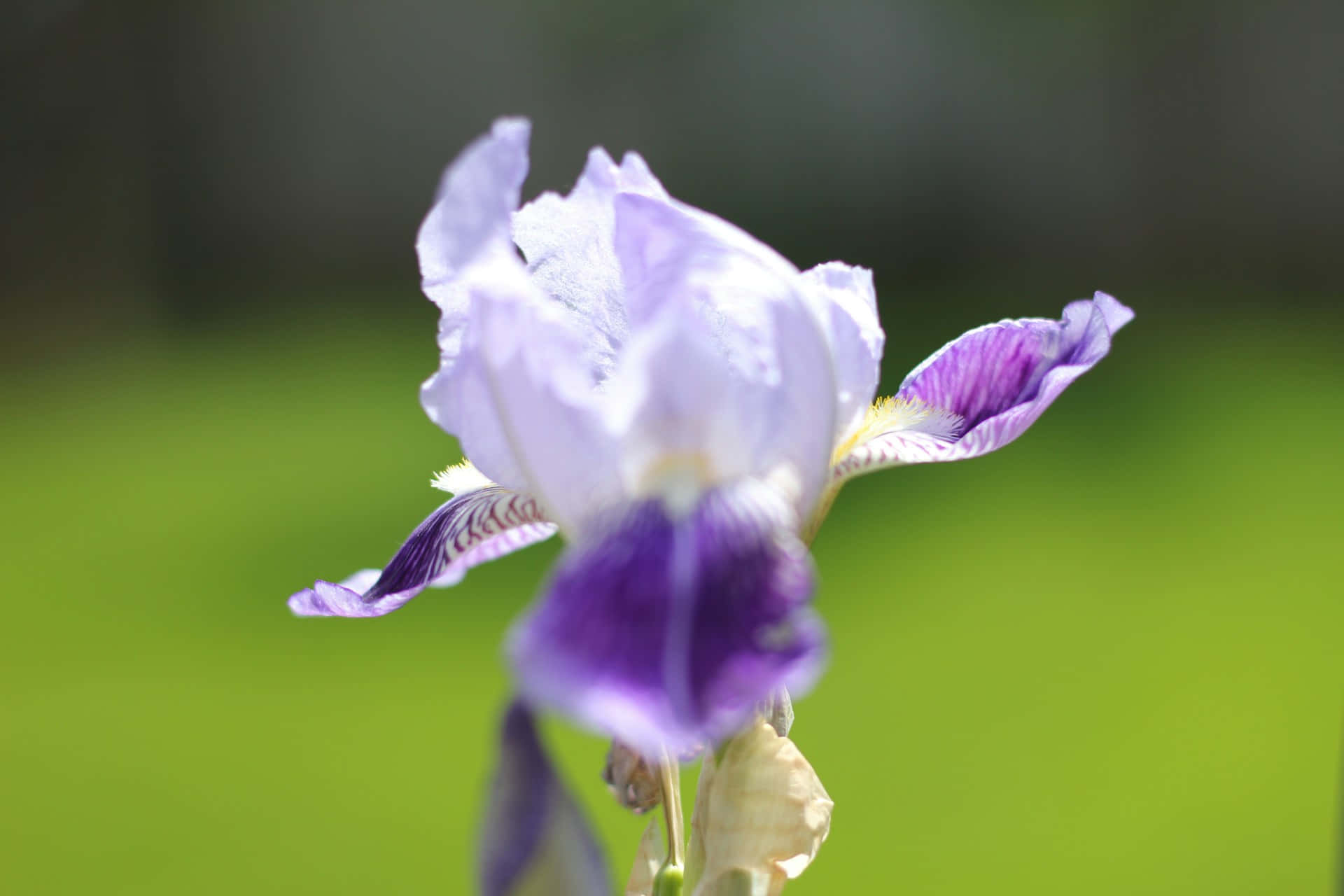 Light Purple Iris Bloom Green Background.jpg Wallpaper