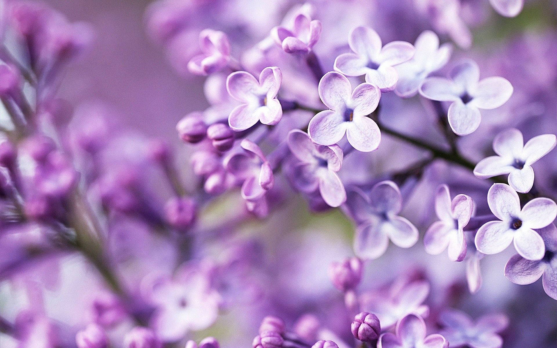Light Purple Lilac Flowers Background