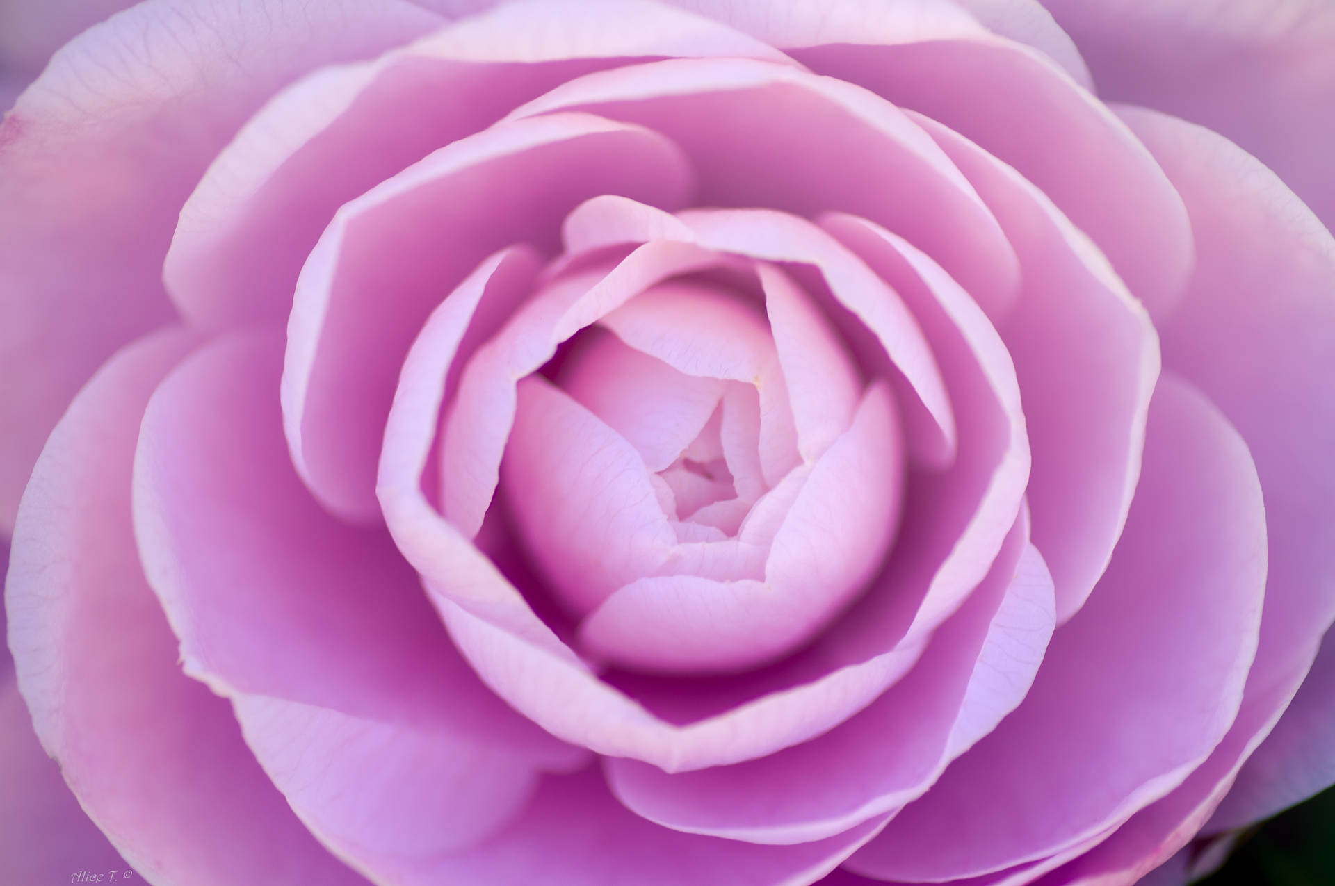 Light Purple Rose Background