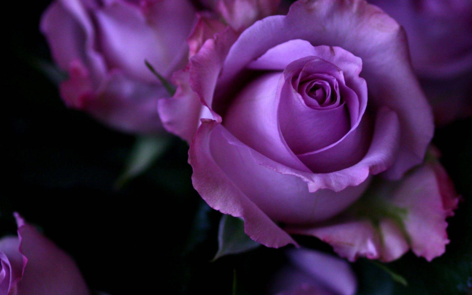 Top 999+ Purple Rose Wallpaper Full HD, 4K✅Free to Use
