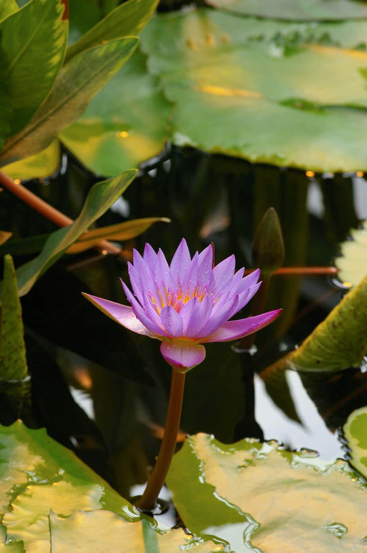 Light Purple Water Lily Blooming Wallpaper
