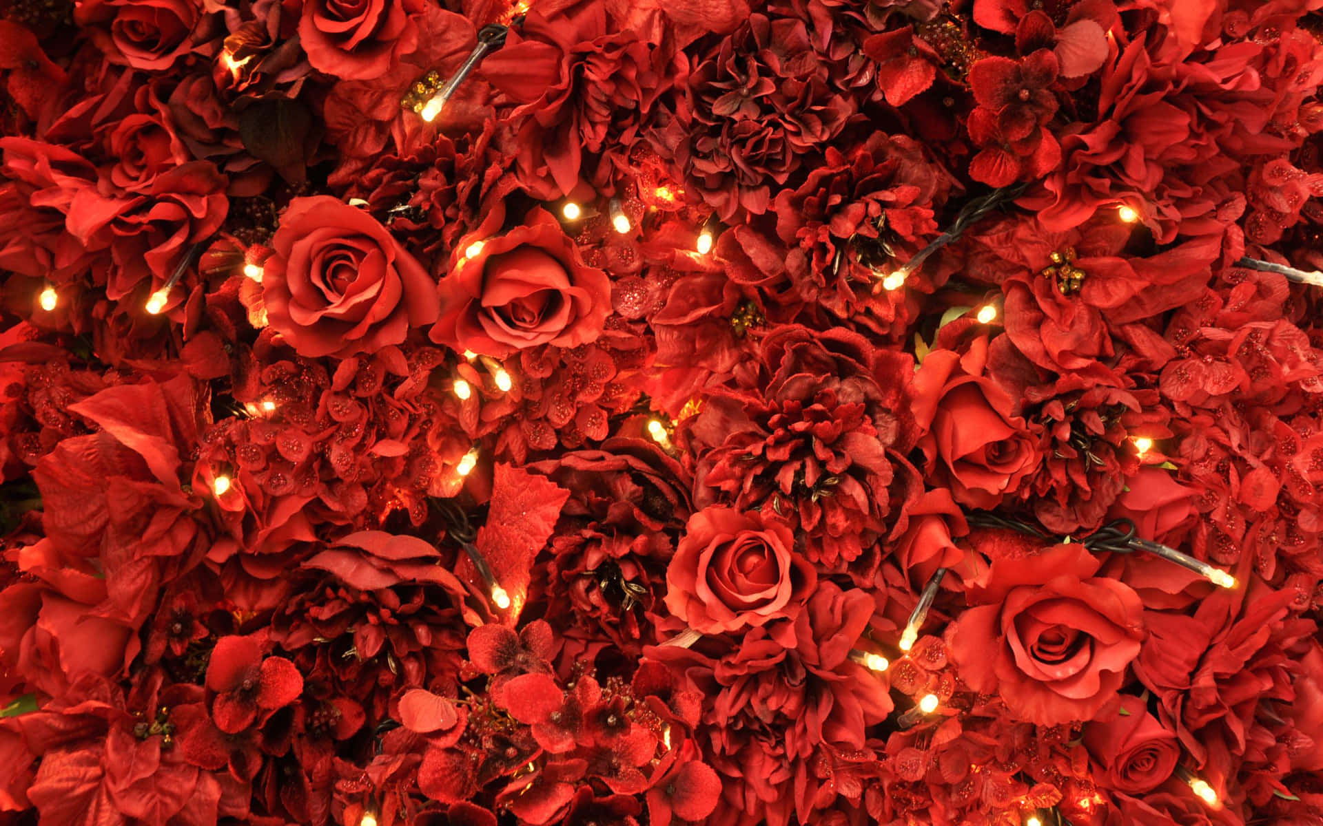 Roses In Light Red Background