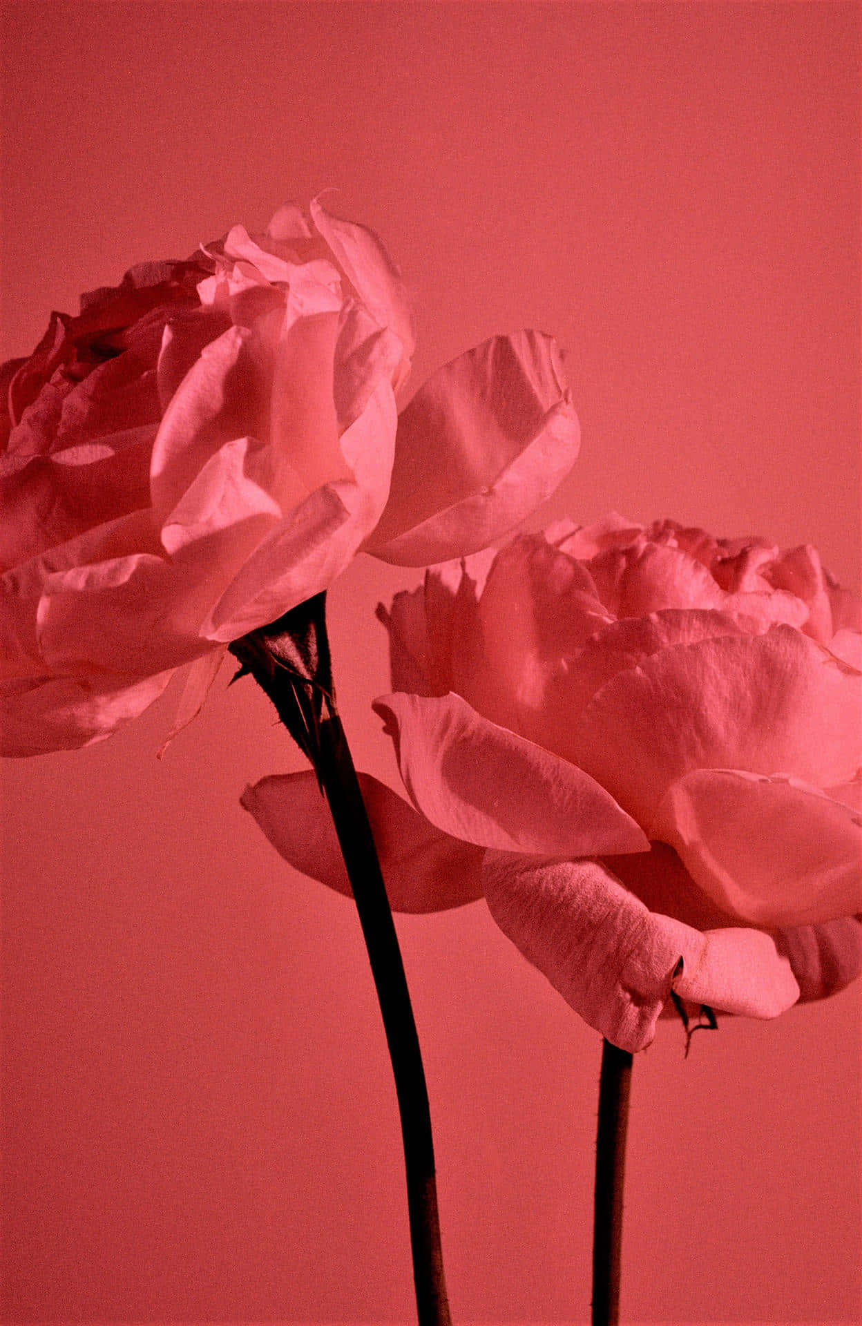 Light Red Roses Aesthetic.jpg Wallpaper